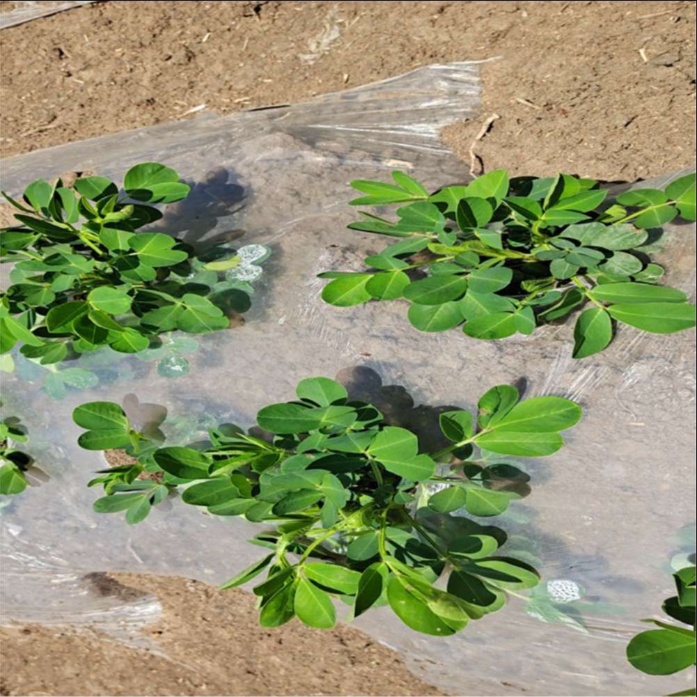 ฟาร์มเกษตรเรือนกระจกฟิล์มพลาสต - Agriculture Farming Vegetables บทวิจารณ์และราคา