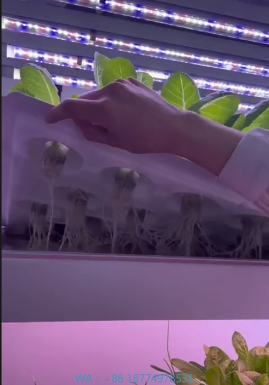 อุปกรณ์การเกษตรในโรงเรือนเพาะเ - Agriculture Farming Vegetables บทวิจารณ์และราคา