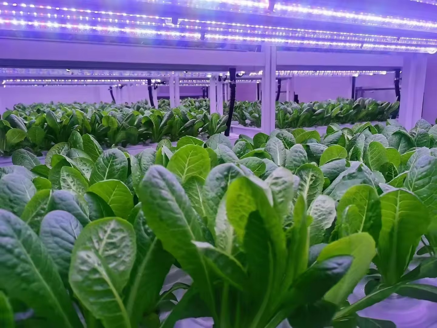 อุปกรณ์การเกษตรในโรงเรือนเพาะเ - Agriculture Farming Vegetables บทวิจารณ์และราคา