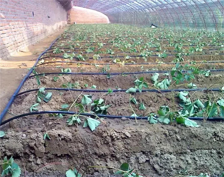 ชุดอุปกรณ์ให้น้ำ 1HA สำหรับการ - Agriculture Farming Kit บทวิจารณ์และราคา